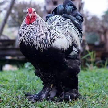 黑银婆罗门鸡多少钱黑银婆罗门鸡价格出售黑银婆罗门鸡图片